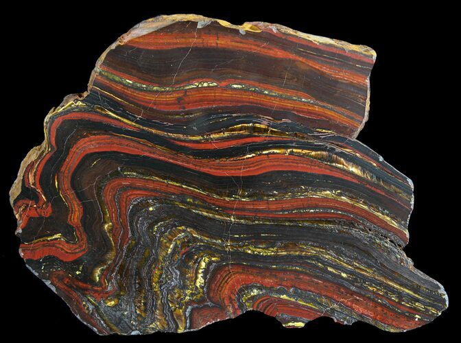 Polished Tiger Iron Stromatolite - ( Billion Years) #64009